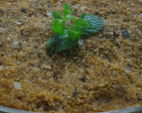 Quibe de abóbora de forno