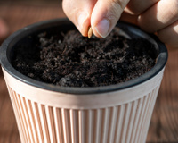Como germinar sementes de maçã para plantar e colher sua própria fruta