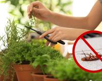 As baratas vão fugir da sua casa nesse verão se você usar essas plantas aromáticas que agem como repelente natural