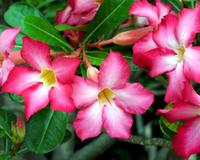 Um amigo jardineiro me ensinou essa dica para cultivar rosa do deserto e ela nunca ficou tão florida quanto agora