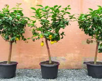 3 árvores que dão frutos o ano inteiro e podem ser plantadas em vasos