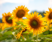 "O girassol se desenvolve com facilidade em vasos, jardins ou canteiros, mas precisa que a terra esteja..."