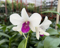 O tipo de orquídea mais fácil de cultivar em casa: descobri o segredo de jardineiro para adubar essa planta versátil