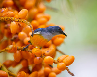 Como manter os pássaros longe das árvores frutíferas sem gastar um único centavo