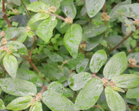 Essa planta cresce na calçada de graça, ninguém dá valor, mas é a melhor para...