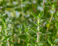 De todas as ervas, há uma em particular que você deve escolher