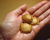 O chá anti-inflamatório feito com uma semente brasileira poderosa e pouco conhecida