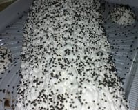 Rocambole prático de doce de leite