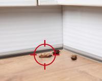 Como manter as baratas bem longe da sua casa: solução caseira é simples e acaba com elas