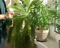 Adeus mofo! Planta fácil de encontrar melhora a circulação do ar em casa e evita a umidade