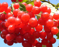 Essa pequena fruta é maravilhosa para os rins e ajuda a prevenir infecções urinárias; veja como consumir