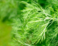 Abrótano: para que serve e benefícios da planta para a saúde