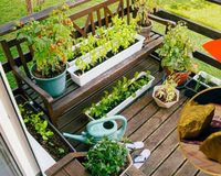 Que história é essa de cultivar ouro em casa? A descoberta científica que pode revolucionar seu jardim
