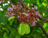 Nem manga, nem abacaxi: essa é a fruta do verão cheia de benefícios que todo mundo esquece que existe (mas não deveria)