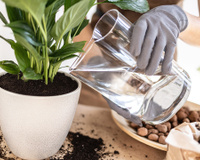 O lírio-da-paz florescerá como louco se receber esse restinho de comida uma vez por semana