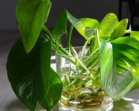 3 plantas de interior que crescem na água, purificam o ar e são tendência na decoração