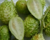 O vegetal mais esquecido é um dos mais poderosos: conheça os benefícios do maxixe e como cozinhar