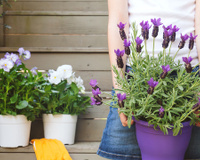 Minha casa deu adeus aos insetos depois que eu comecei a cultivar essas plantas