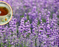 O segredo das lavandas perfumadas pode estar no chá de camomila