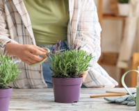 Durante o verão, essa planta manterá sua casa sem mosquitos e formigas, e é muito fácil de manter