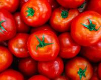 Pode ser na geladeira, pode ser na fruteira: aprenda quando guardar tomate refrigerado e quando guardar em temperatura ambiente