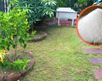 Pegue um punhado de açúcar e vá para o jardim: os vizinhos ficarão com inveja quando virem seu gramado