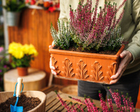 Perfeitas para o outono: essas 3 espécies de plantas adoram esse clima e deixam o quintal mais colorido