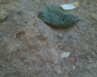 Massa para salgado de forno