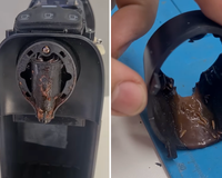 Palavra de técnico especialista em manutenção: o interior da sua cafeteira pode esconder larvas e muita sujeira, saiba o que fazer