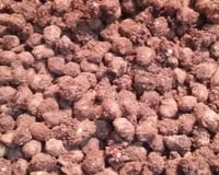 Amendoim de pipoqueiro