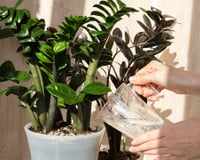 Não erre mais no cultivo: a sua zamioculca vai explodir folhas com as dicas simples do cientista ecológico Murilo Soares