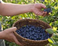 Dá para plantar mirtilo em casa? Essa é a melhor forma de ter essa fruta no quintal e economizar no mercado