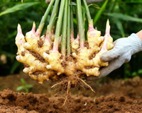 Se você compra gengibre, reserve um pouco: duas maneiras de cultivá-lo em espaços pequeno, segundo o TudoGostoso