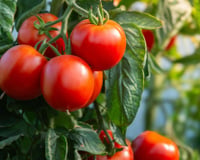 Quer que seus tomates amadureçam e fiquem bem vermelhos? Siga estes dois passos importantes agora mesmo