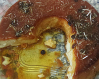 Pudim de pão de padaria