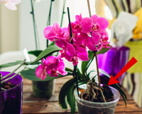 Poucas pessoas sabem: raízes expostas podem indicar o que sua orquídea precisa