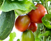 Você guarda tomates e pepinos juntos? Esse hábito pode fazer os dois estragarem antes da hora