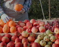 A fruta simples e barata que protege o cérebro, favorece a digestão e faz bem ao coração
