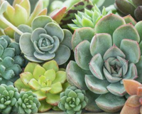 Essas são as plantas mais resistentes às secas para ter em casa nessa época do ano