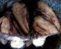 Rocambole de carne simples