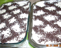 Surpresa de Sonho de Valsa