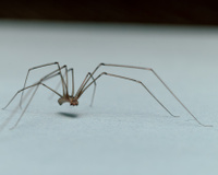 O que significa a presença de aranhas em casa? Descubra se esses aracnídeos representam algum perigo e como manter a sua casa segura