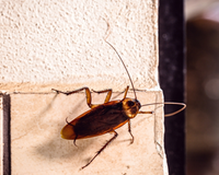 Perdi o medo de baratas voadoras depois que um professor me ensinou essa técnica, já são 19 anos sem esse inseto na minha casa!