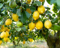 Por que pendurar saquinhos de chá nos galhos do limoeiro? Entenda os benefícios para a planta e aprenda como usar