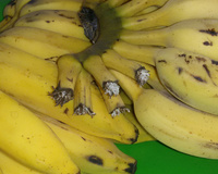 Bolo tradicional de farinha da mamãe Josi