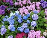 Adeus, hortênsias: por que jardineiros estão abandonando essa flor tradicional?