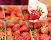 Faça os morangos durarem mais em casa com essas dicas infalíveis