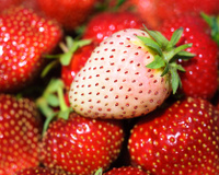 Morango branco: saiba mais sobre essa curiosa fruta