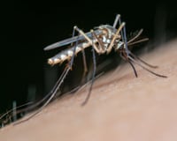 Diga adeus aos mosquitos: aprenda o truque do papel higiênico