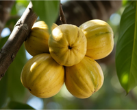 Parece pudim, tem cor de ouro e cresce em árvore: a fruta que quase ninguém conhece no Brasil